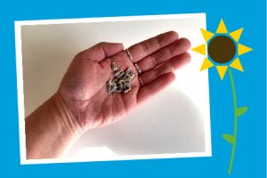 Zaai je eigen zonnebloemen (en leer hoe zonne-energie werkt)!