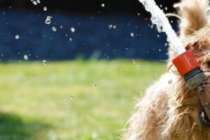 Hoe hou je je huis koel? (en je hond ook)!